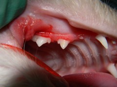 Juvenile-onset Gingivitis/Periodontitis | Montana Pet & Oral Surgery